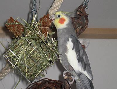 484tina_gitterbox_t.jpg 484tina_gitterbox_t.jpg