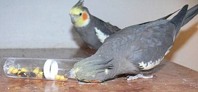 angi_tollevollerolle_10.jpg angi_tollevollerolle_10.jpg