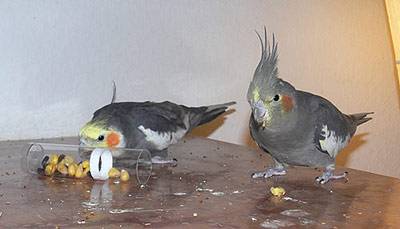 angi_tollevollerolle_11.jpg angi_tollevollerolle_11.jpg