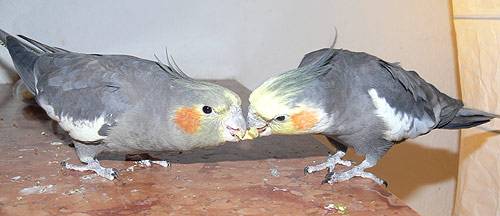 angi_tollevollerolle_12.jpg angi_tollevollerolle_12.jpg