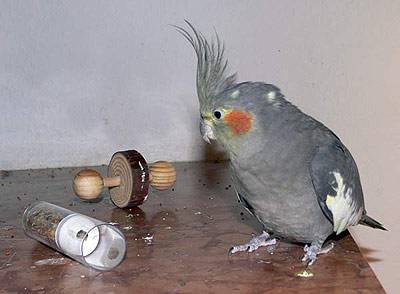 angi_tollevollerolle_2.jpg angi_tollevollerolle_2.jpg