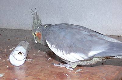 angi_tollevollerolle_3.jpg angi_tollevollerolle_3.jpg