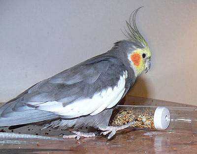 angi_tollevollerolle_4.jpg angi_tollevollerolle_4.jpg