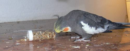 angi_tollevollerolle_5.jpg angi_tollevollerolle_5.jpg