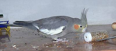 angi_tollevollerolle_6.jpg angi_tollevollerolle_6.jpg