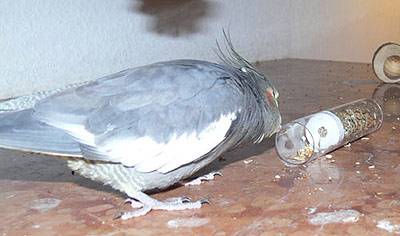 angi_tollevollerolle_7.jpg angi_tollevollerolle_7.jpg