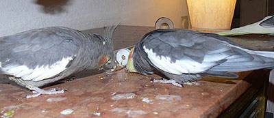 angi_tollevollerolle_8.jpg angi_tollevollerolle_8.jpg