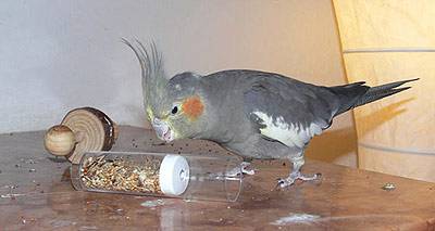 angi_tollevollerolle_9.jpg angi_tollevollerolle_9.jpg