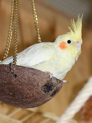 extern_kokosnussschaukel_2.jpg extern_kokosnussschaukel_2.jpg