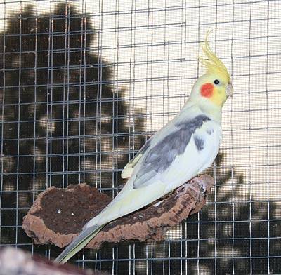 flori_fenster_9.jpg flori_fenster_9.jpg