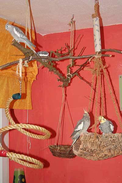 flori_haengeplatz_1.jpg flori_haengeplatz_1.jpg