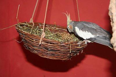 flori_haengeplatz_3.jpg flori_haengeplatz_3.jpg