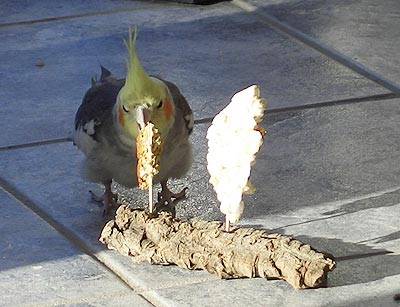 iche_vogelkekshalter_1.jpg iche_vogelkekshalter_1.jpg