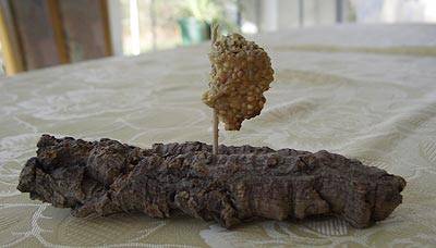 iche_vogelkekshalter_2.jpg iche_vogelkekshalter_2.jpg