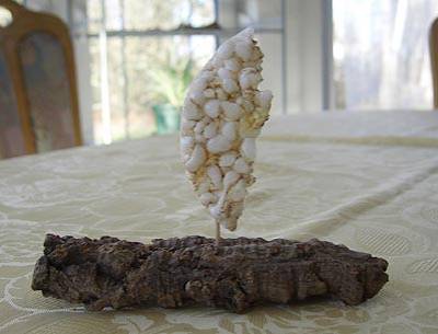 iche_vogelkekshalter_3.jpg iche_vogelkekshalter_3.jpg