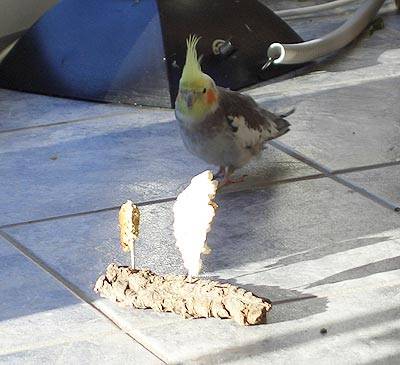 iche_vogelkekshalter_4.jpg iche_vogelkekshalter_4.jpg