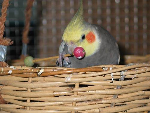 jana_hantel_2.jpg jana_hantel_2.jpg