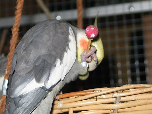 jana_hantel_6.jpg jana_hantel_6.jpg