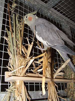 jana_schredderbar_2.jpg jana_schredderbar_2.jpg