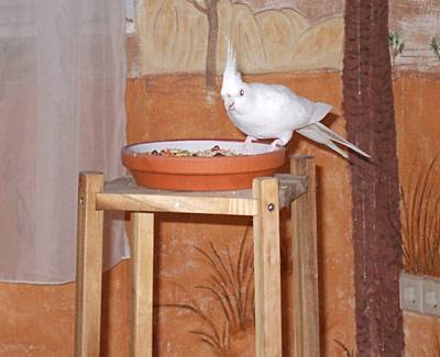 jantin_futterstaender_2.jpg jantin_futterstaender_2.jpg