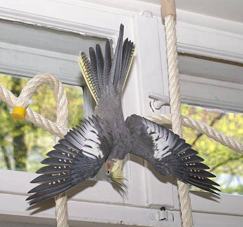 jantin_netz_9.jpg jantin_netz_9.jpg