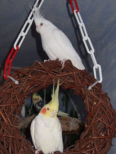 jantin_ringschaukel_2.jpg jantin_ringschaukel_2.jpg