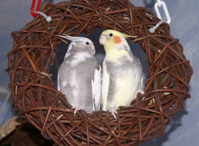 jantin_ringschaukel_t.jpg jantin_ringschaukel_t.jpg