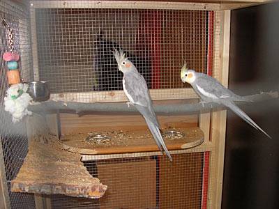 lars_voliere_3.jpg lars_voliere_3.jpg