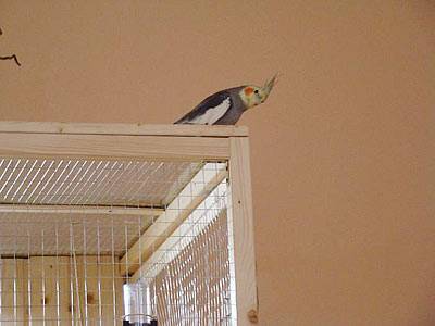 lilo_voliere_12.jpg lilo_voliere_12.jpg