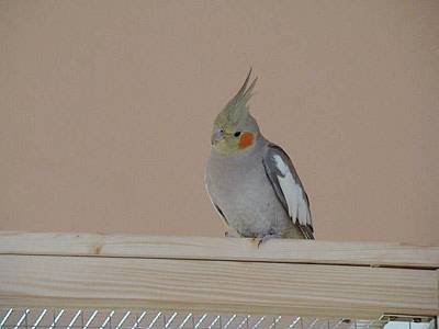 lilo_voliere_13.jpg lilo_voliere_13.jpg