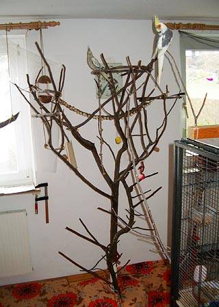 natsge_vogelbaum_1.jpg natsge_vogelbaum_1.jpg