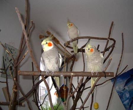 natsge_vogelbaum_3.jpg natsge_vogelbaum_3.jpg