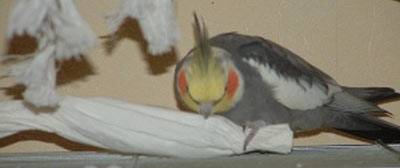 nymphi07_hirse_2.jpg nymphi07_hirse_2.jpg