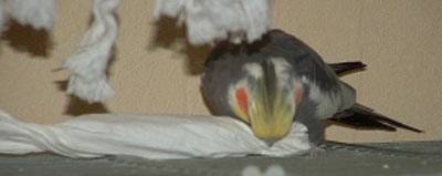 nymphi07_hirse_3.jpg nymphi07_hirse_3.jpg