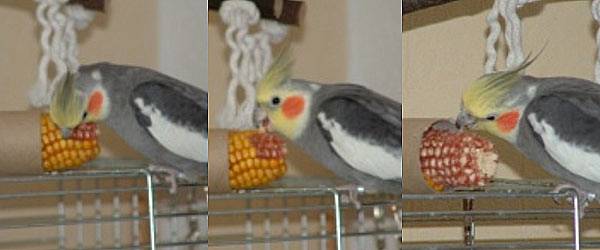 nymphi07_mais_1.jpg nymphi07_mais_1.jpg