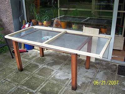 nymphicus_voli_4.jpg nymphicus_voli_4.jpg