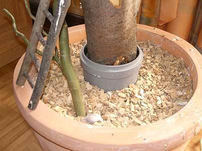 oernie_vogelbaum_5.jpg oernie_vogelbaum_5.jpg