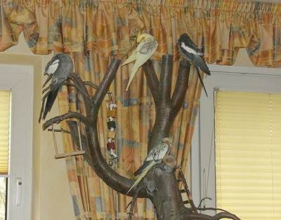 oernie_vogelbaum_7.jpg oernie_vogelbaum_7.jpg