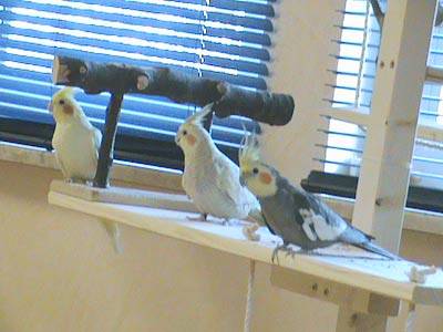 oltmanns_vogelbaum_7.jpg oltmanns_vogelbaum_7.jpg