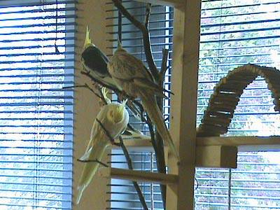 oltmanns_vogelbaum_8.jpg oltmanns_vogelbaum_8.jpg