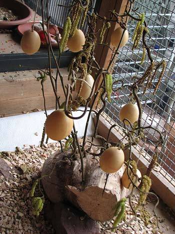 pek_osterstrauss_1.jpg pek_osterstrauss_1.jpg