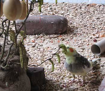 pek_osterstrauss_6.jpg pek_osterstrauss_6.jpg