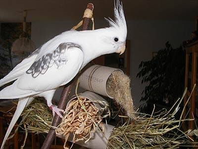 shanti_rollen_4.jpg shanti_rollen_4.jpg