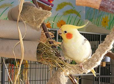 shanti_rollen_5.jpg shanti_rollen_5.jpg