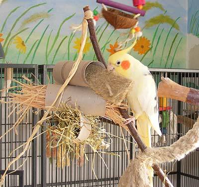 shanti_rollen_6.jpg shanti_rollen_6.jpg