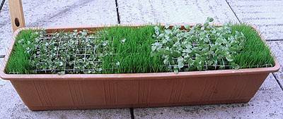 superlex_balkonkasten_1.jpg superlex_balkonkasten_1.jpg