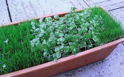 superlex_balkonkasten_2.jpg superlex_balkonkasten_2.jpg