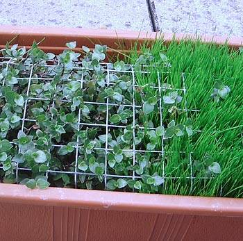 superlex_balkonkasten_3.jpg superlex_balkonkasten_3.jpg