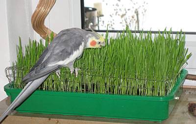 superlex_balkonkasten_6.jpg superlex_balkonkasten_6.jpg