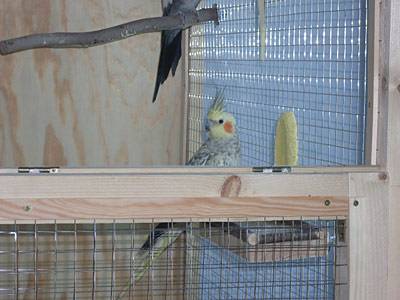 tinchen89_voliere_6.jpg tinchen89_voliere_6.jpg